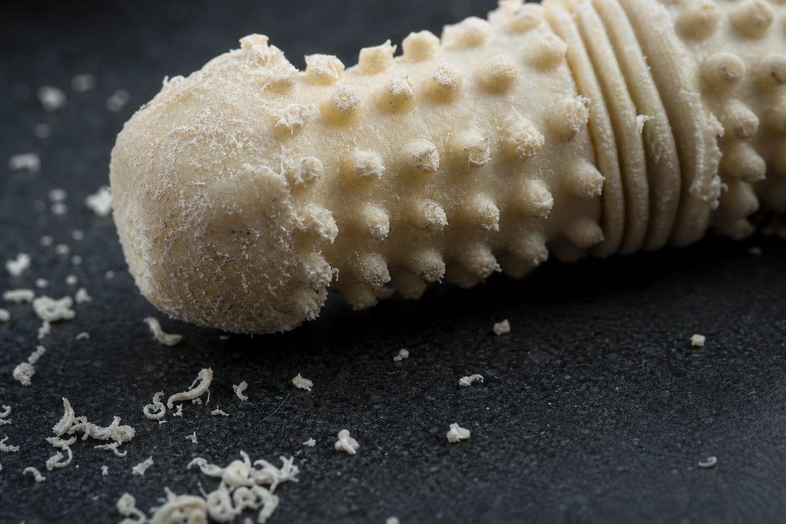 Macro close-up of a worn nylon chew surface with fine shavings